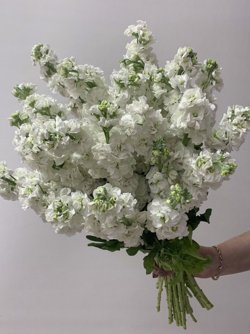 Dreamy Mist: Stocks with a Delicate Fragrance Choose from 30 to 700 - Image 2